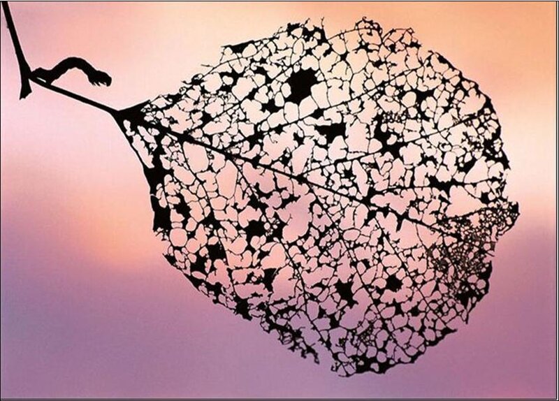 leaf skeleton at sunset