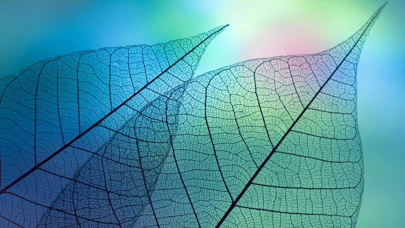 Leaf Skeleton — Blue