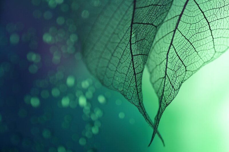 Leaf Skeleton — Green