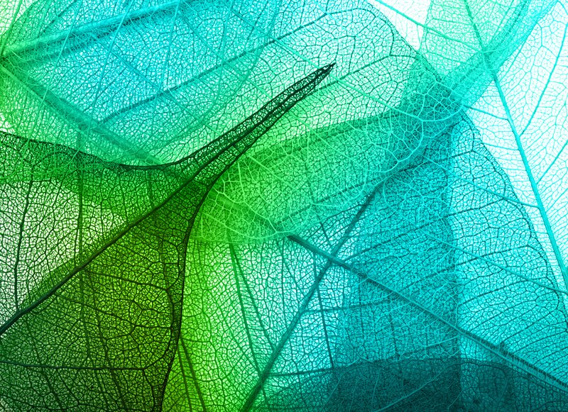 Leaf Skeleton Network