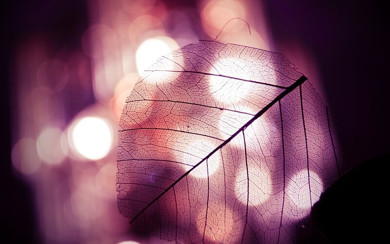 Leaf Skeleton — Purple, Dramatic
