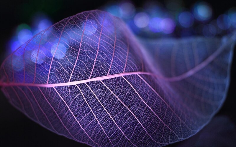 Leaf Skeleton — Purple