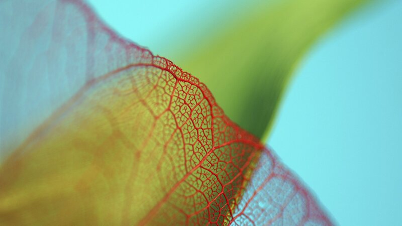 Leaf Skeleton — Red