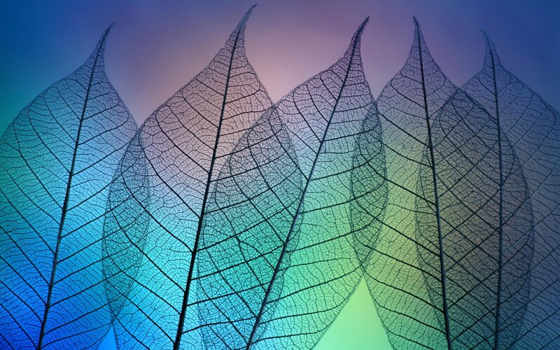 Leaf Skeletons