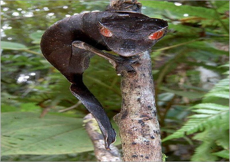 Leaf-tailed Gecko on Branch