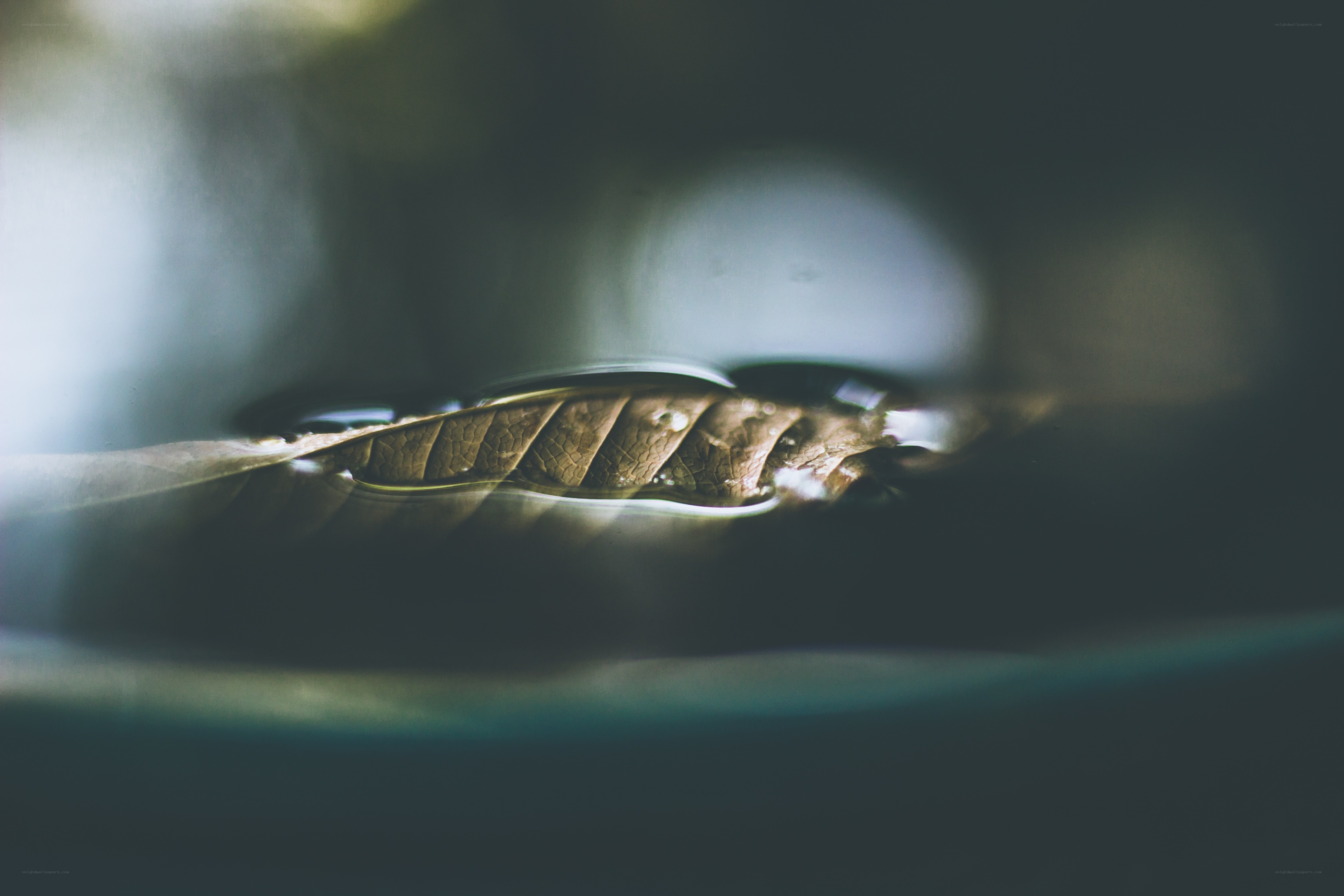 leaf under water droplet