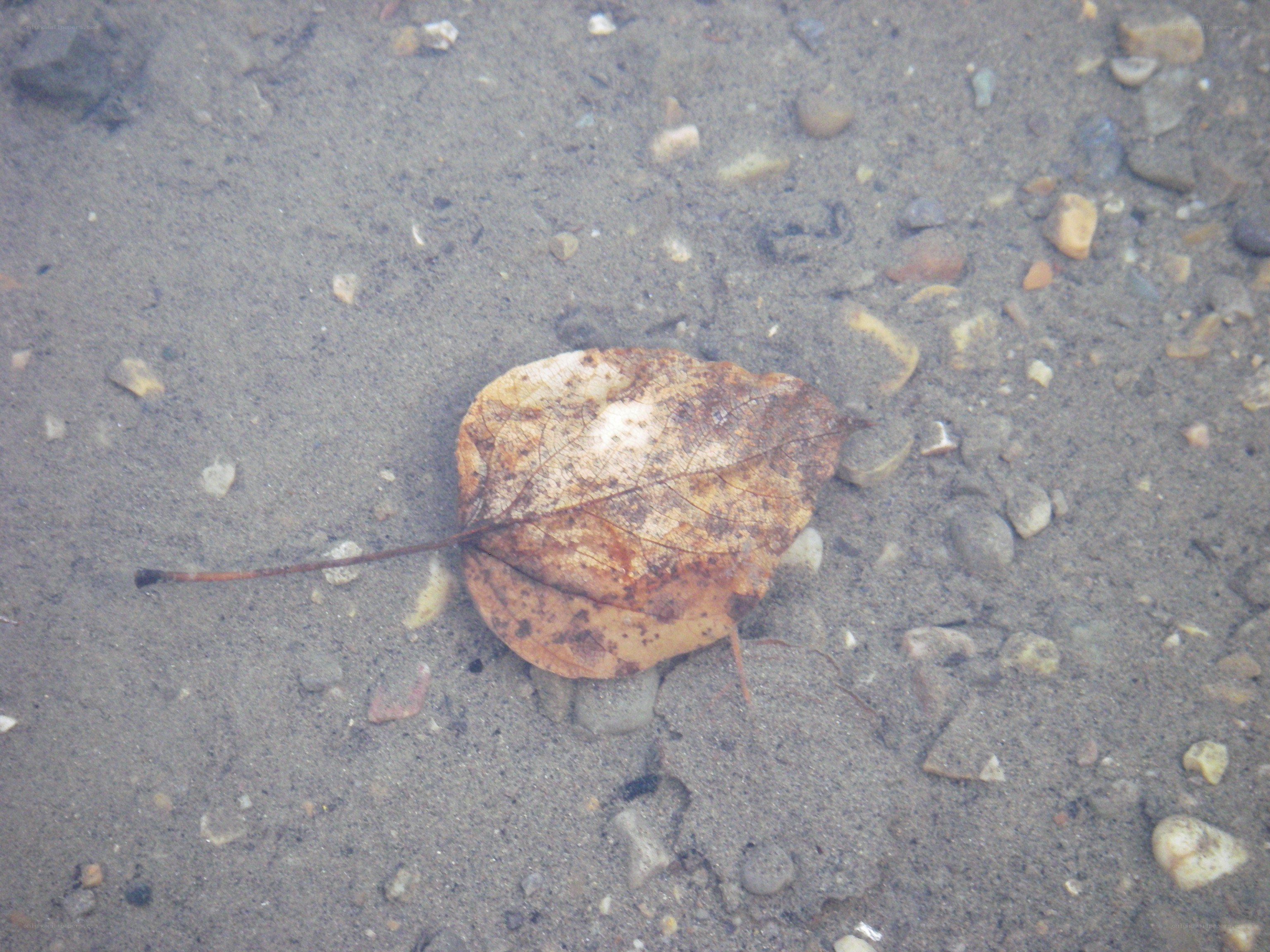 Leaf underwater on riverbed