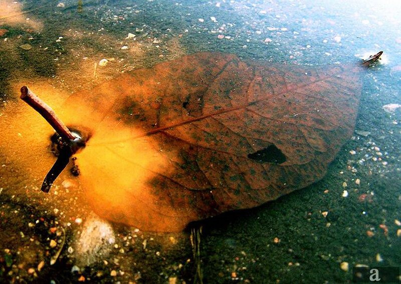 Leaf underwater with stick
