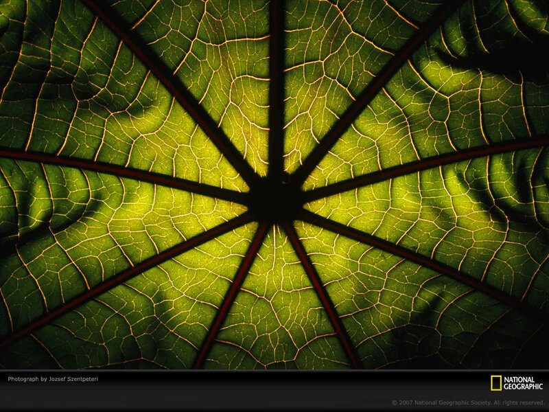 Leaf Vein Network