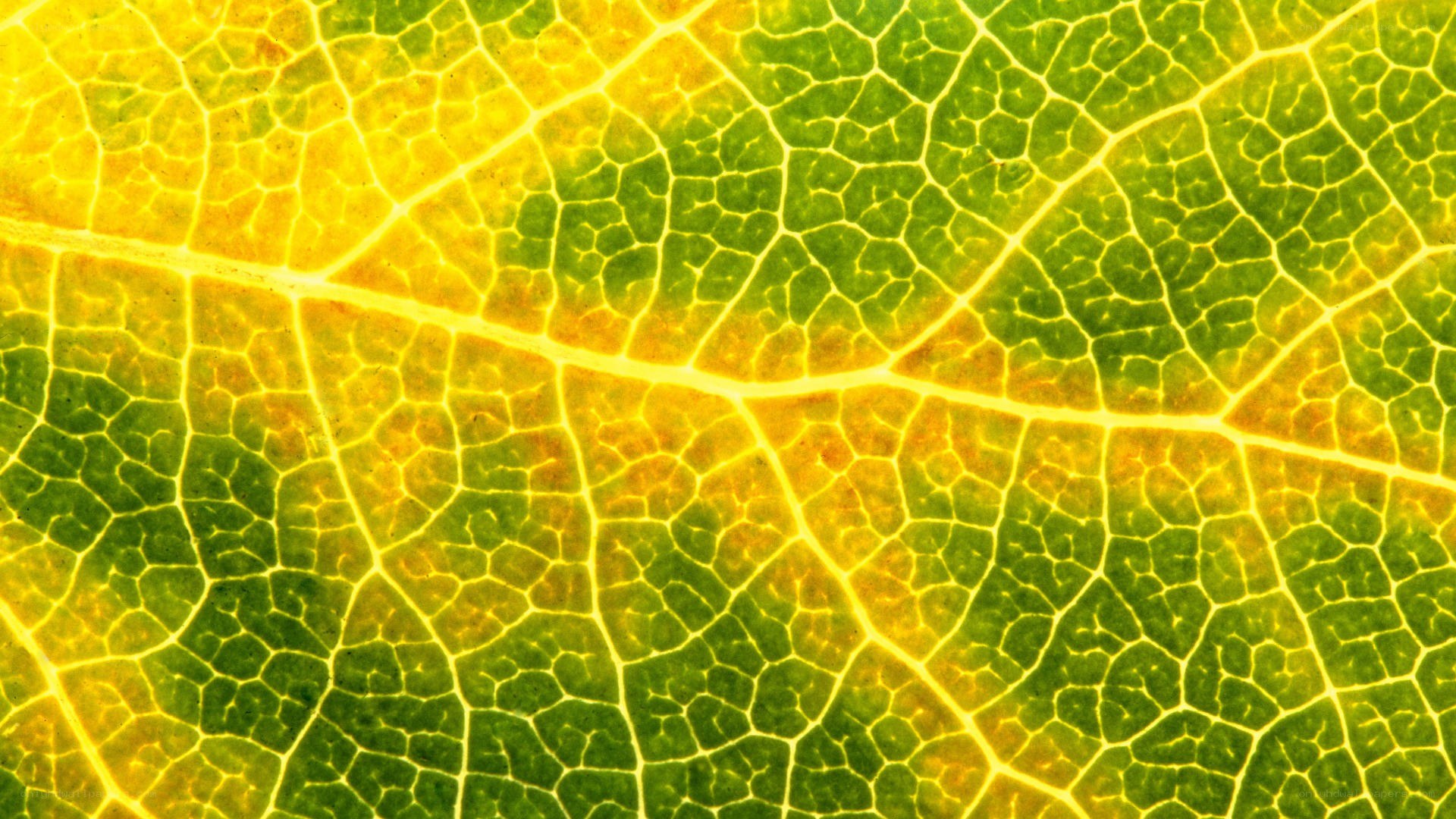 leaf vein pattern