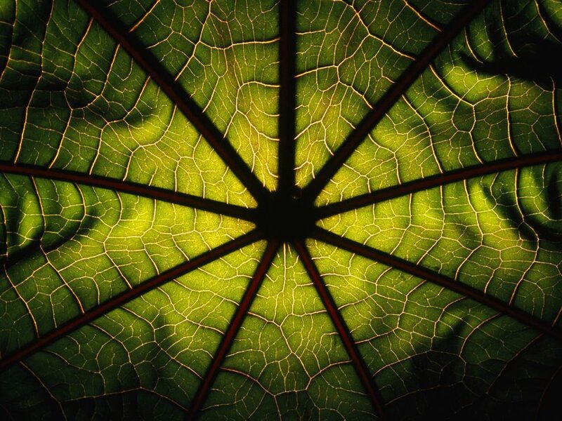 leaf vein pattern