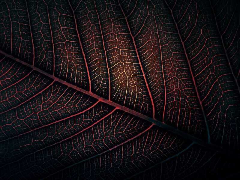 Leaf Vein Pattern — Black