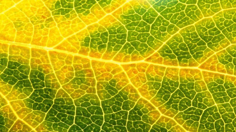 Leaf vein pattern close-up