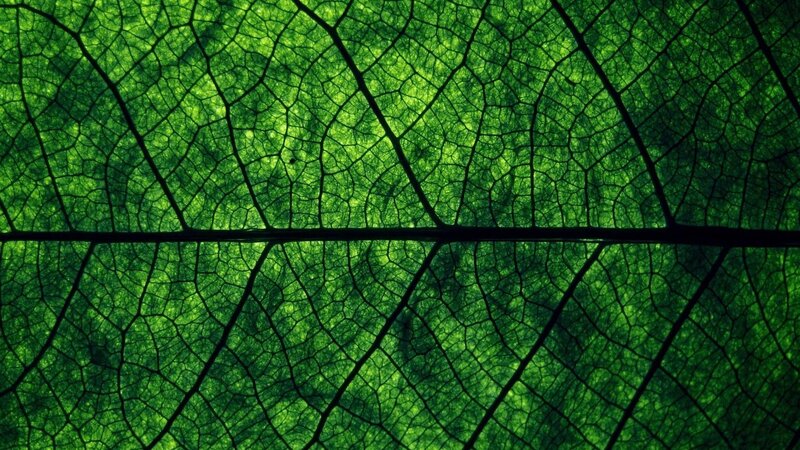 Leaf Vein Pattern — Green, Natural, Photograph, Veins, Black