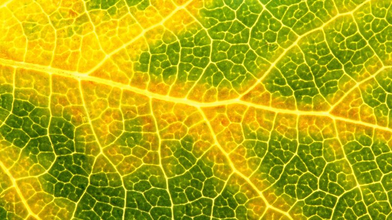 Leaf Vein Pattern — Green, Natural, Photograph, Veins