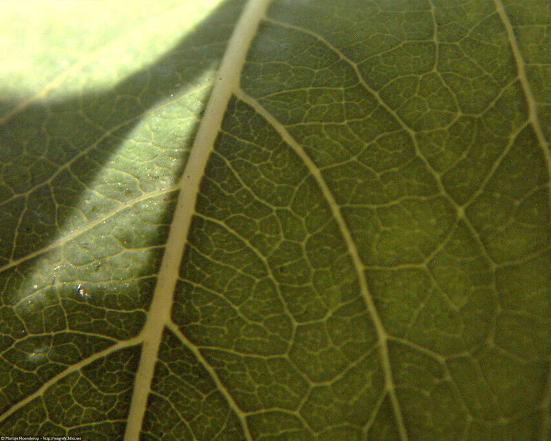 Leaf Vein Pattern — Green, Natural