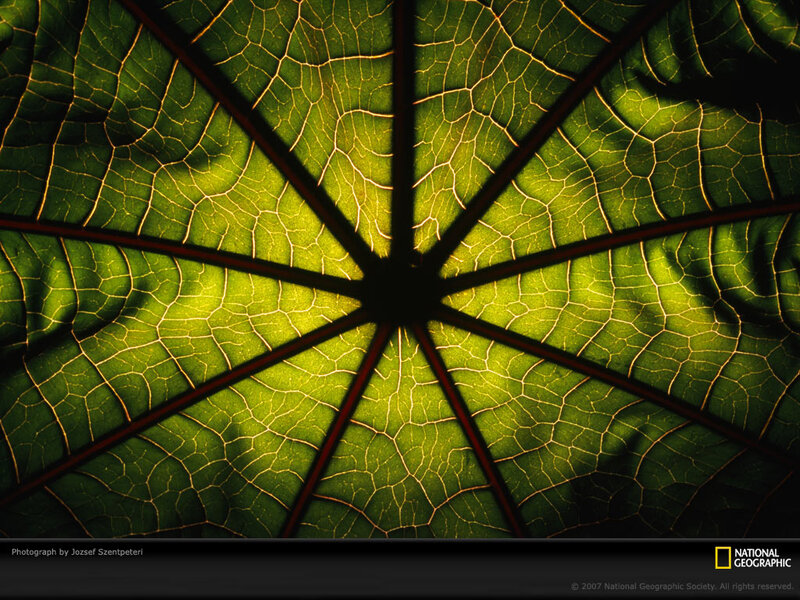 Leaf Vein Pattern — Green