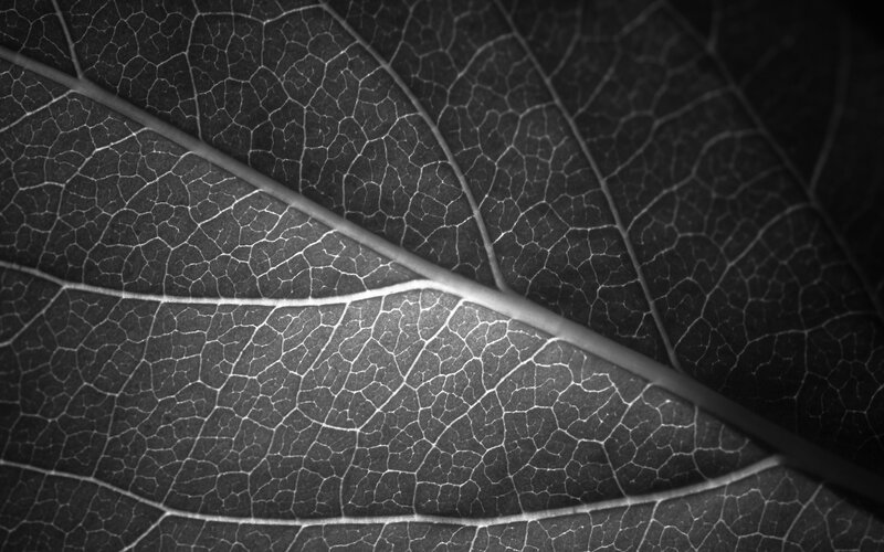 Leaf Vein Pattern