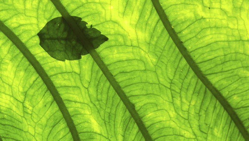 leaf vein pattern with shadow