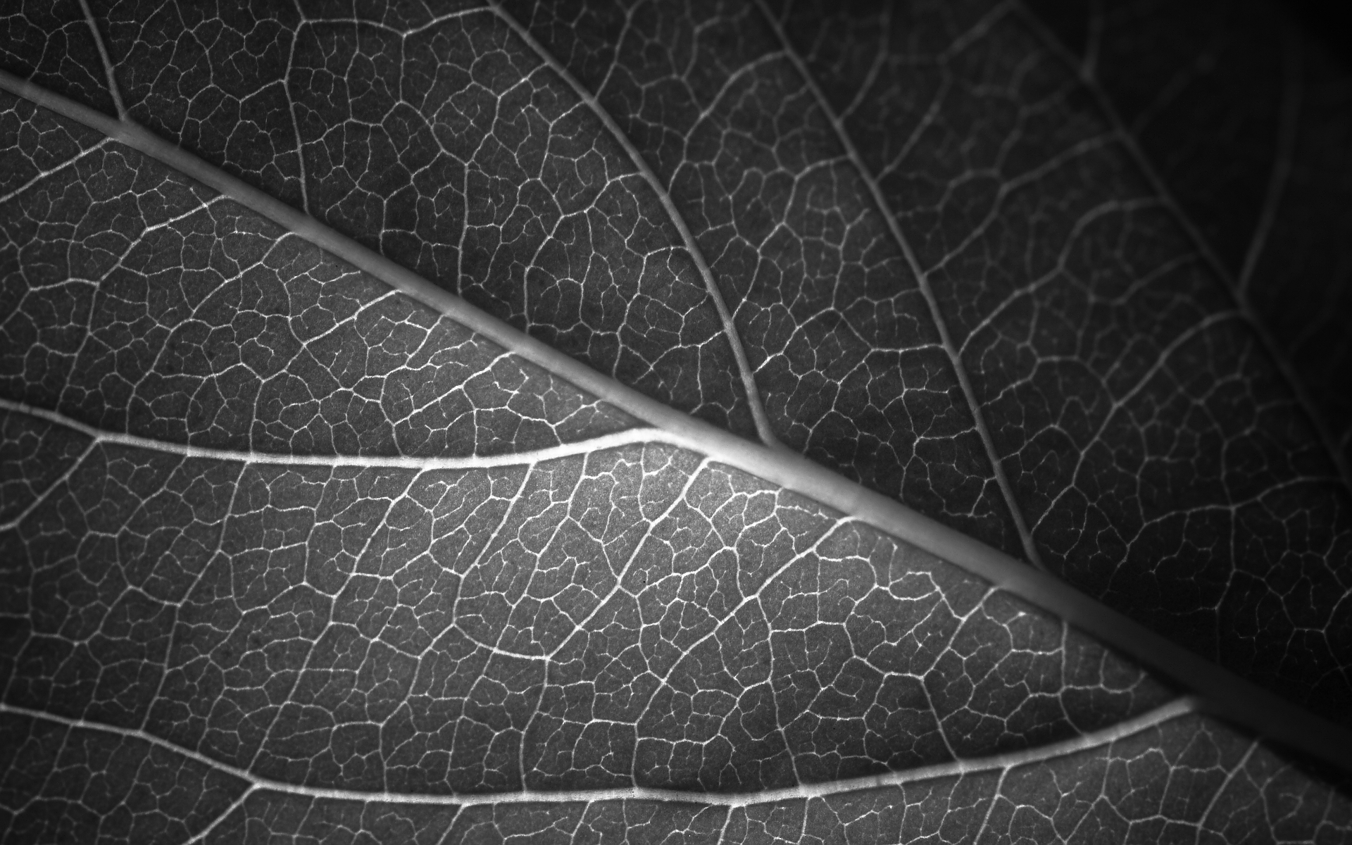 Leaf Vein Pattern