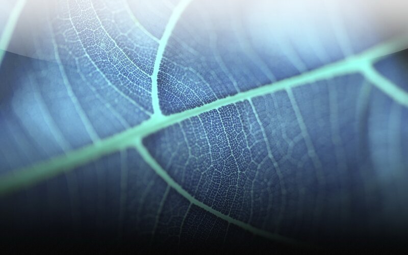 Leaf Vein Structure — Blue, Calm