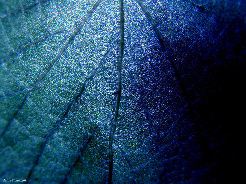 Leaf Vein Structure — Blue, Dramatic