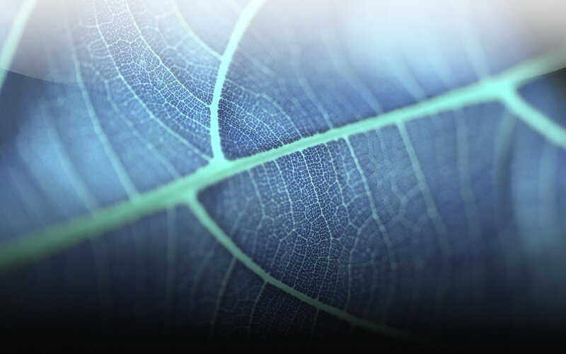 Leaf Vein Structure — Blue