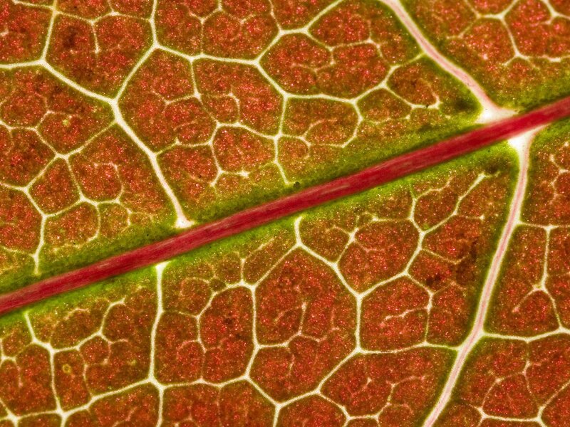 leaf vein structure close-up