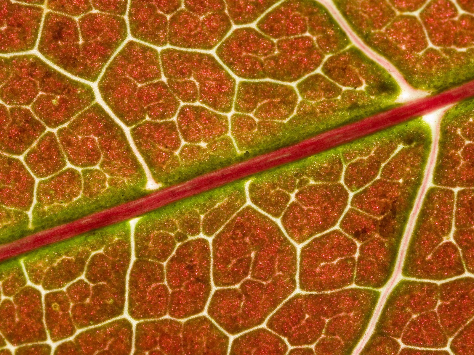 leaf vein structure close-up