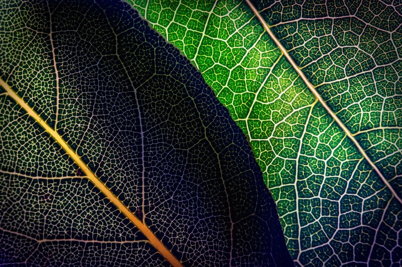 Leaf Vein Structure — Green, Dramatic