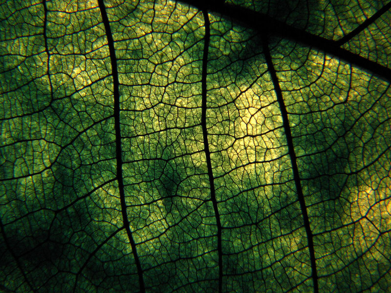 Leaf Vein Structure — Green, Natural, Photograph