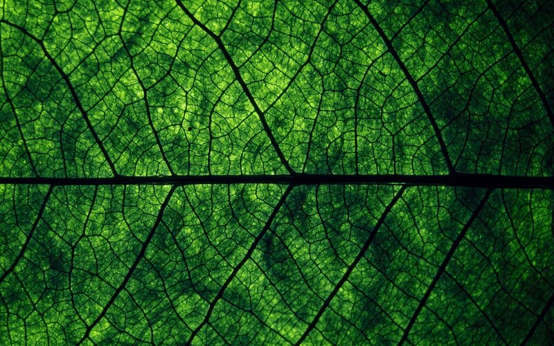 Leaf Vein Structure — Green