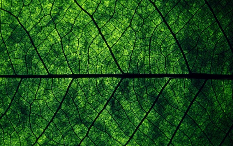 Leaf Vein Structure — Natural