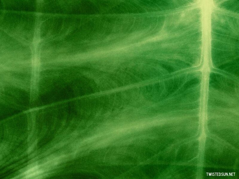 Leaf Vein Structure — Photograph