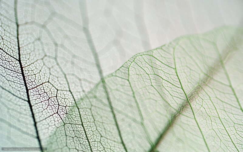 Leaf Vein Structure