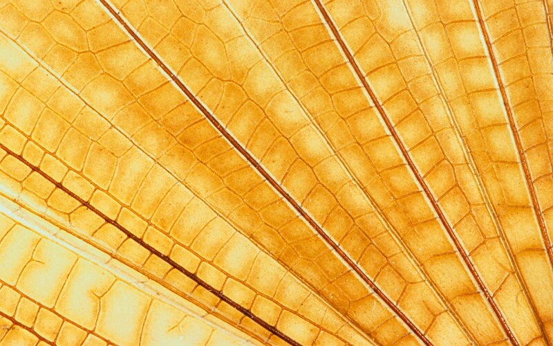Leaf Vein Structure — Yellow