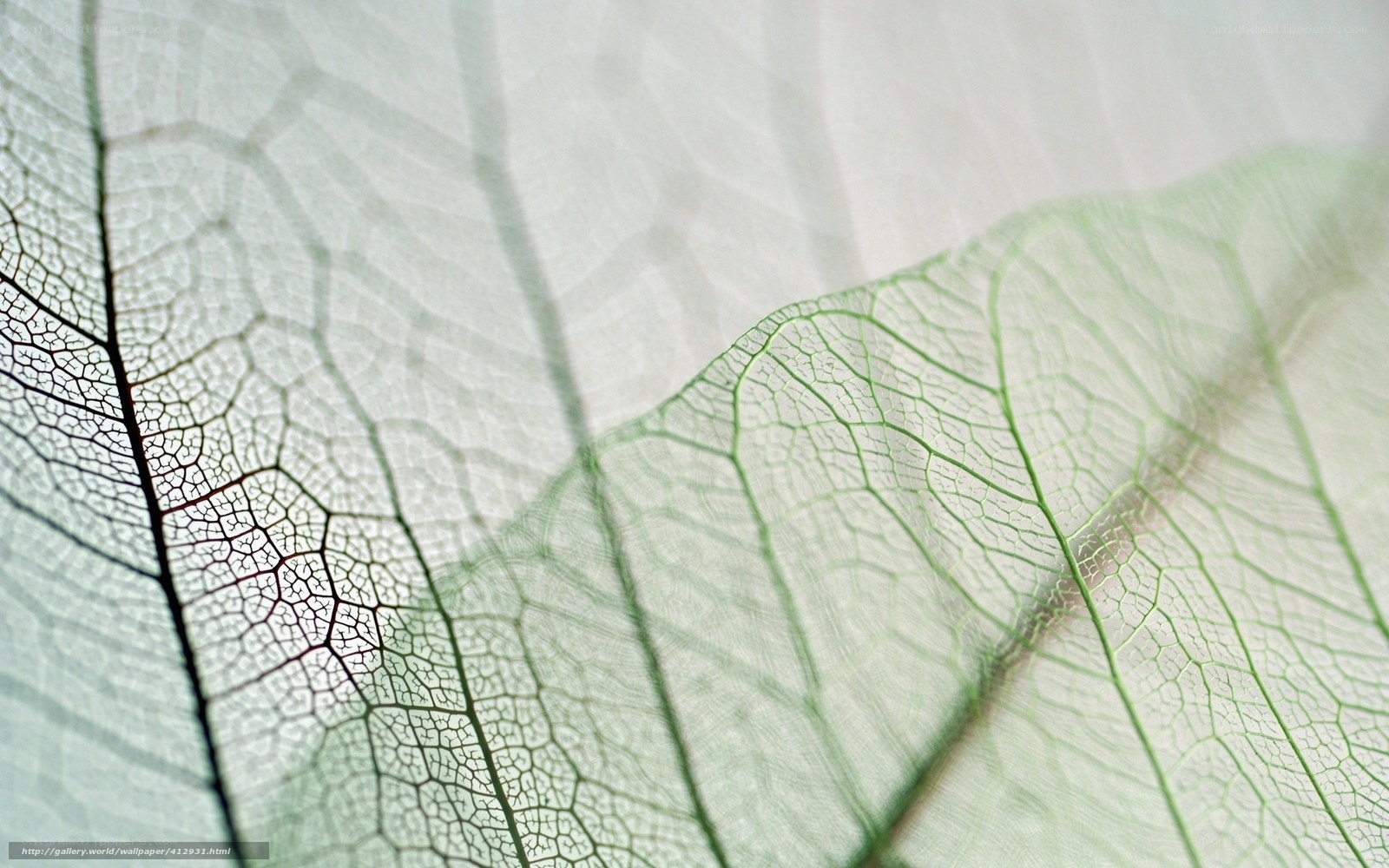 Leaf Vein Structure