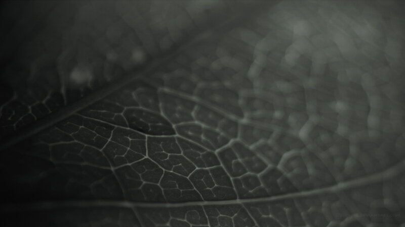 leaf vein texture close-up
