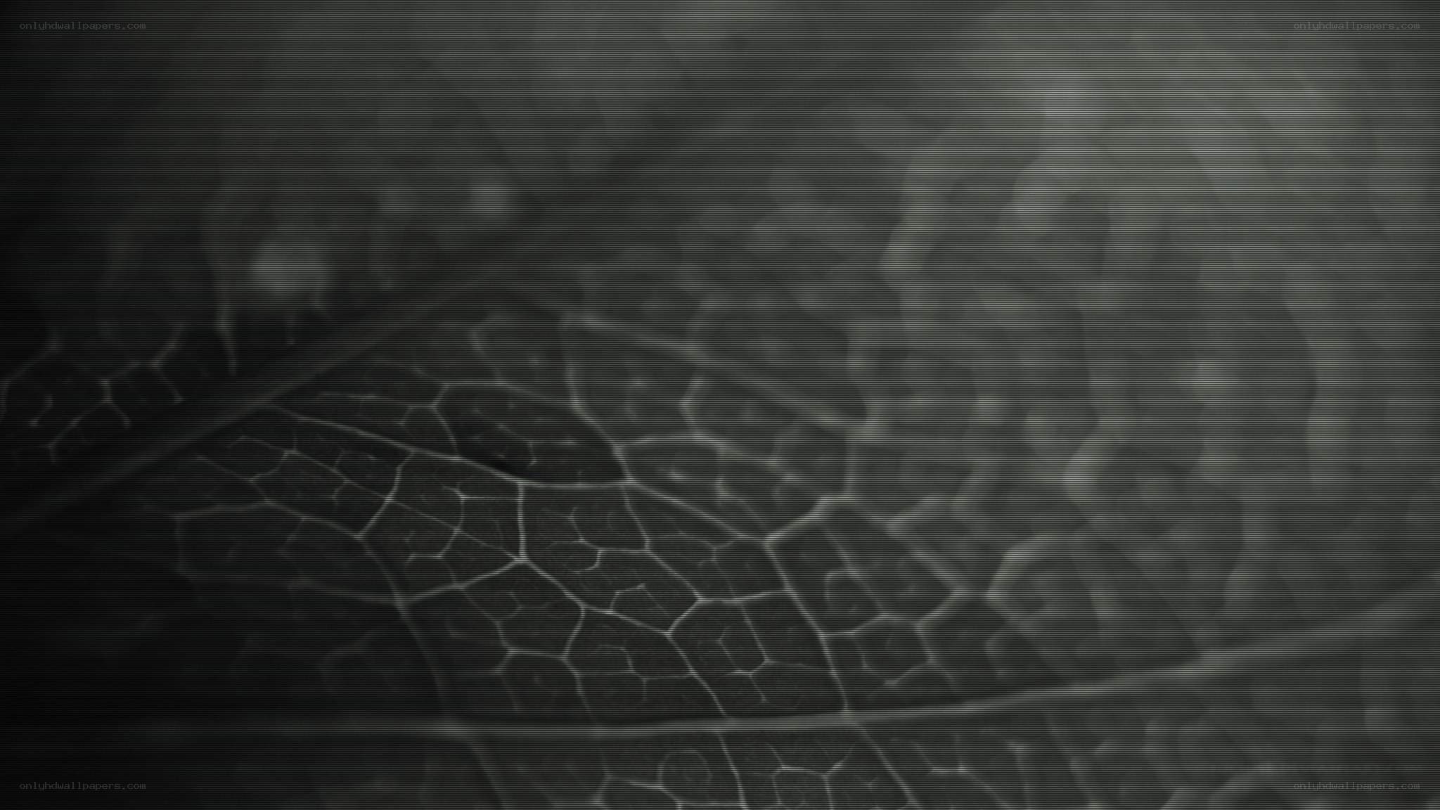leaf vein texture close-up