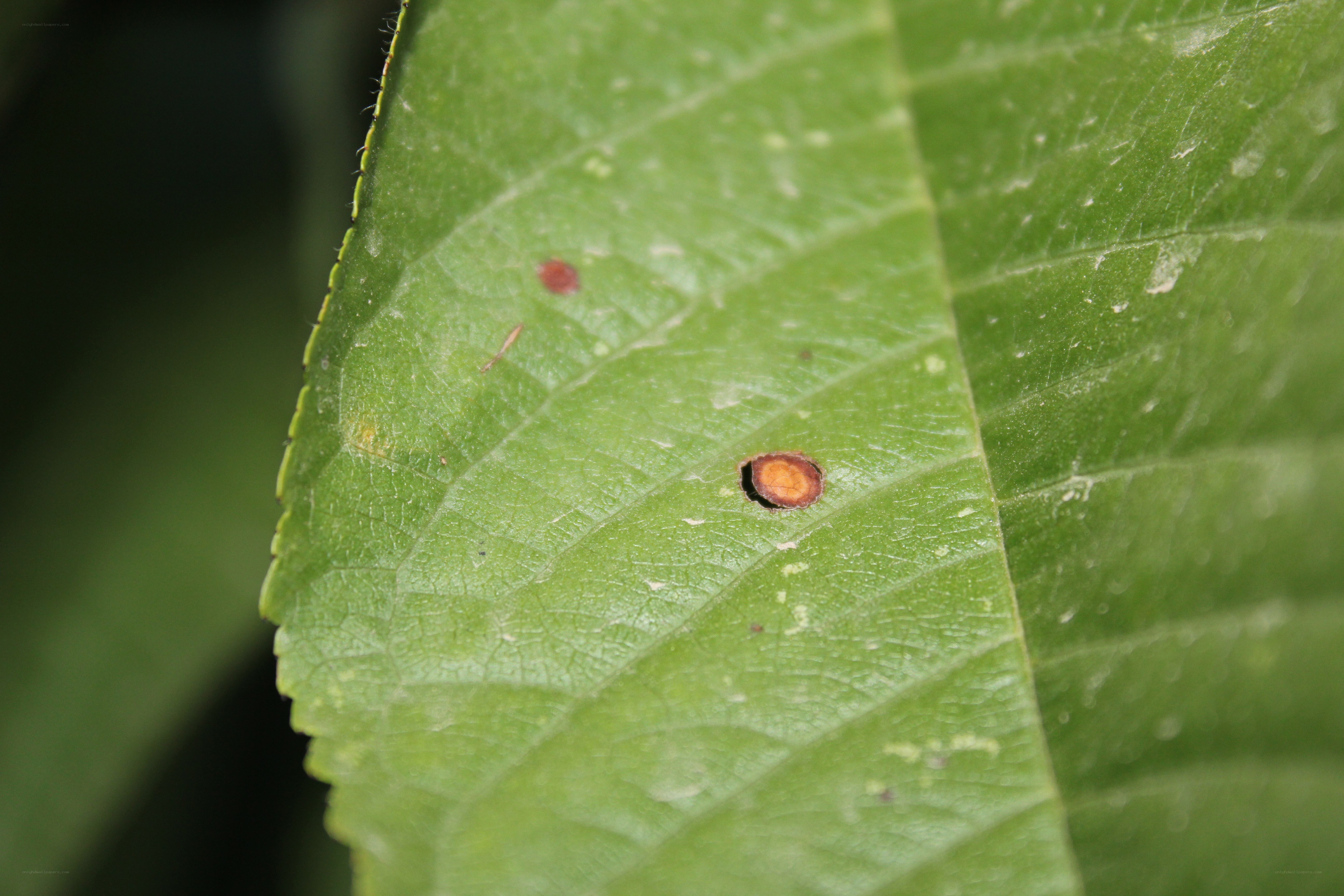 leaf with brown spots