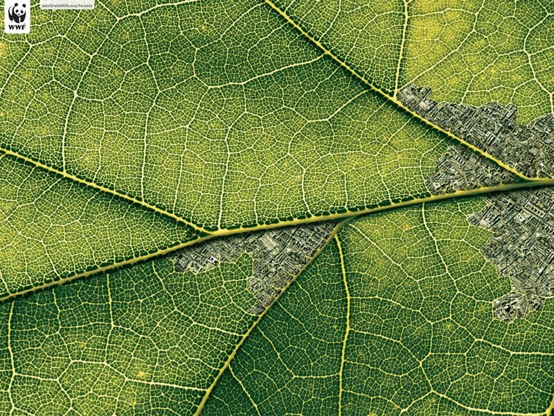 Leaf with city map overlay