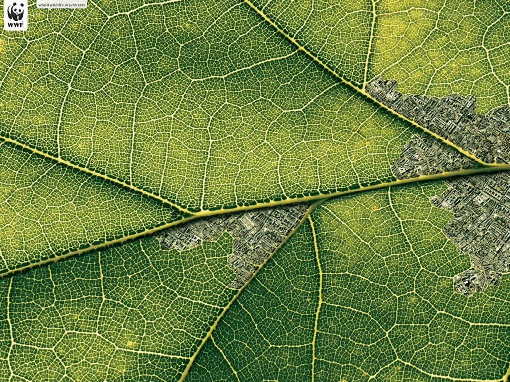 Leaf with city map overlay