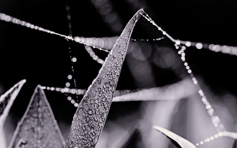 Leaf with Dew Drops — Black
