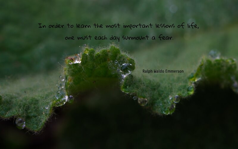 leaf with dew drops