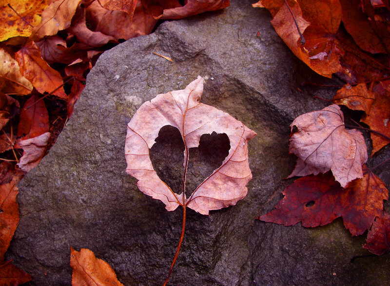 Leaf with Heart-shaped Hole