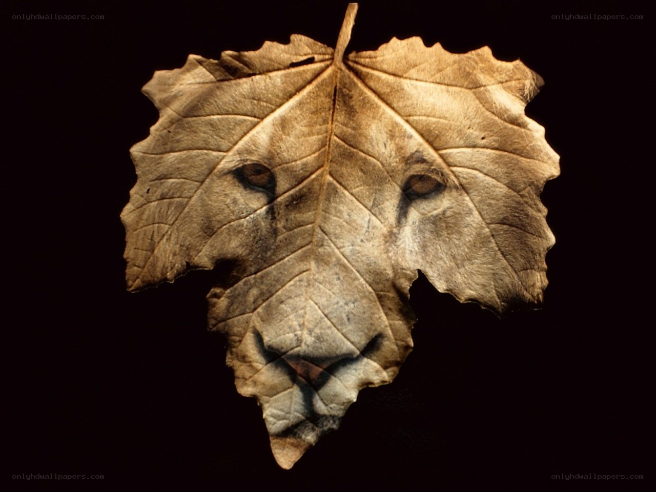 Leaf with lion face illusion