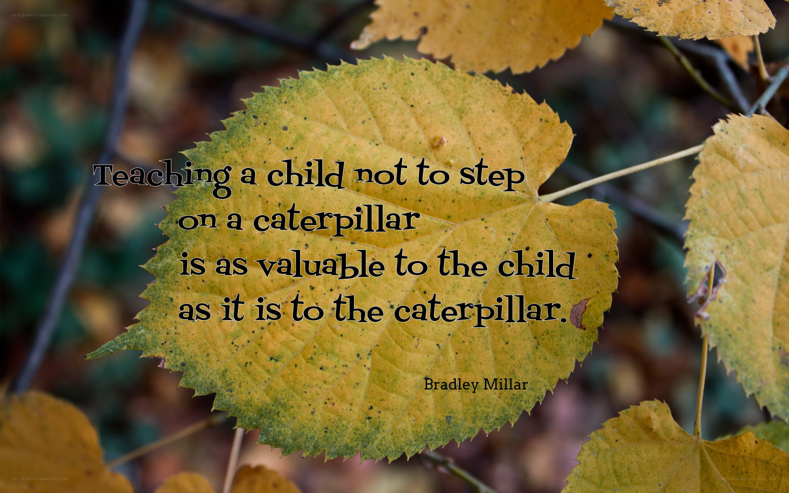 leaf with quote about kindness