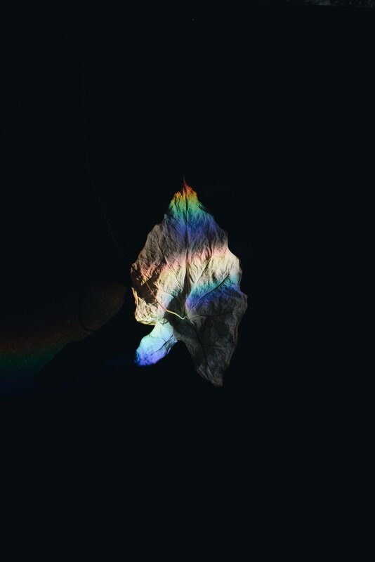 Leaf with Rainbow Light