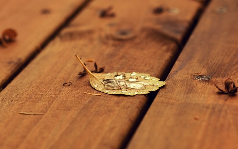 Leaf with raindrops on wood