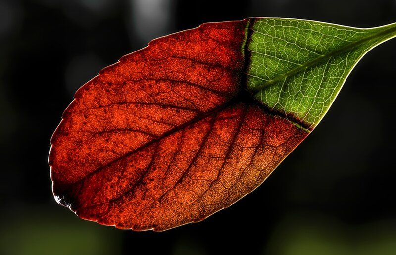 Leaf with Red and Green Sections